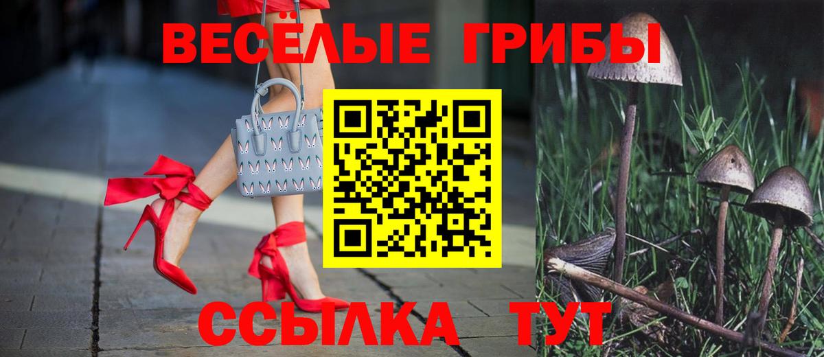 Галлюциногенные грибы Psilocybe Подольск